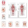 Плакаты с мышечной системой, шелковая ткань, анатомическая схема человеческого тела, школьные медицинские науки, образовательные принадлежности, украшение дома