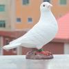 Artificial Pigeon Model Fake Birds Model, Collections Simulation Statue White Figurine