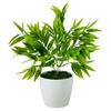 Kwiatek doniczkowy - ruskus zielony 25 cm