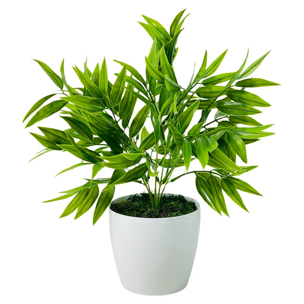 Kwiatek doniczkowy - ruskus zielony 25 cm