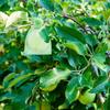 100Pcs Drawstring Fruit Protection Bags, Mesh Garden Covers (4 * 6 in) | Protects fruit from birds, insects pests