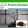 Бонсай - Дикая черная вишня - 30 семян - С горшечным субстратом для лучшего выращивания - Prunus serulata