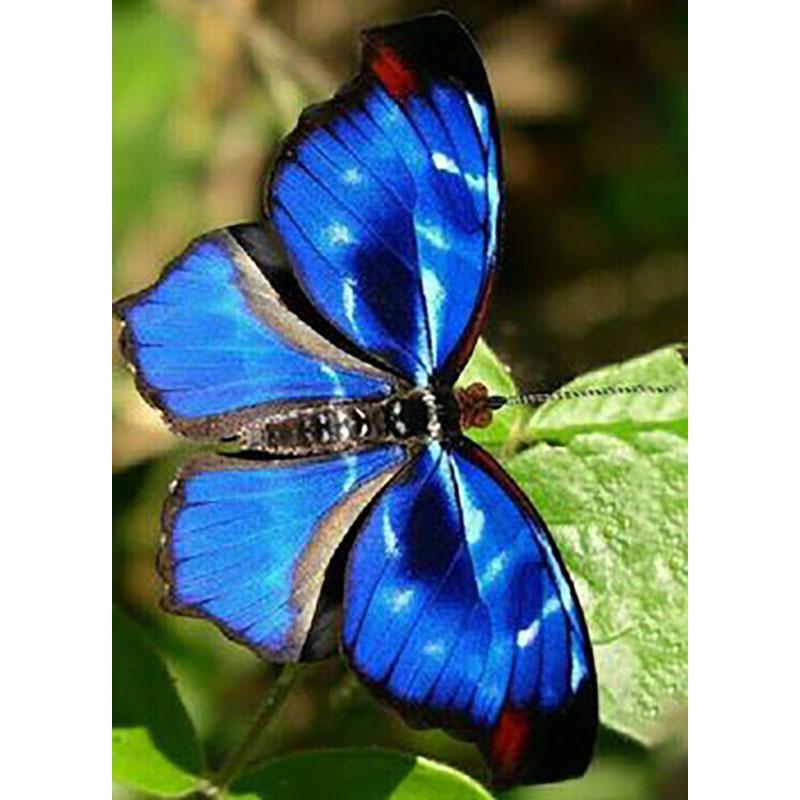 DIY Diamond Embroidery 5D Diamond Painting Butterfly Diamond Mosaic Cross Stitch Kits Rhinestones Wall Art Home Decor Gift