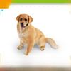 Pet Dog Replica Pvc Model For Childrens Learning Toy And Desktop Animal Display