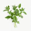 150 Lemon Basil Seeds