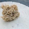 Dried Glixia - (Glycine Marcela) - Natural White