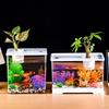 Transparent Desktop Fish Tank with Cover - Ecological Micro Landscape for Goldfish & Turtles