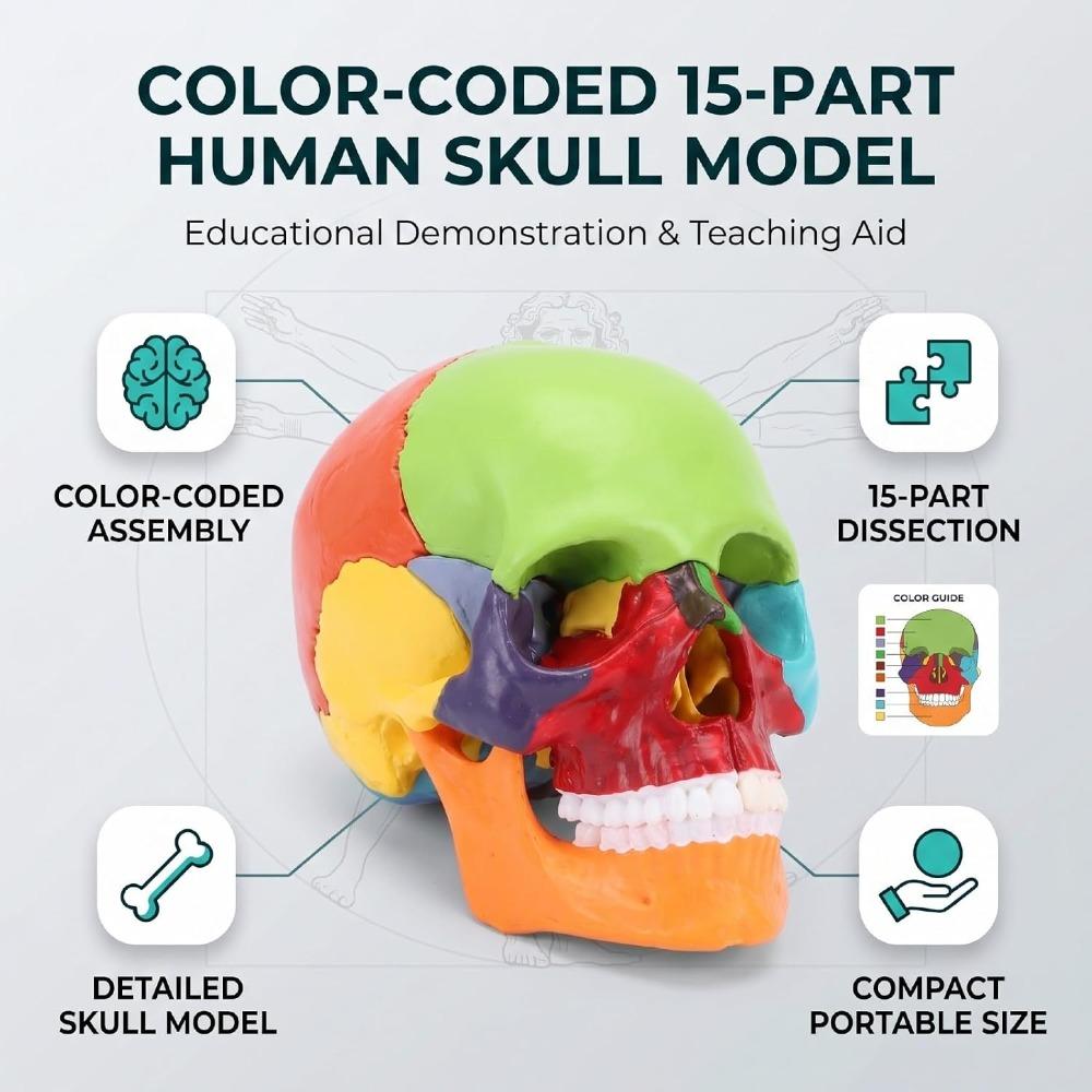 Half Size Anatomy Skull Model 15 Parts Detachable Skull Model Educational Study