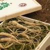 3 Roots of Gangwon-do Camphor Ginseng Grade A Wild Ginseng