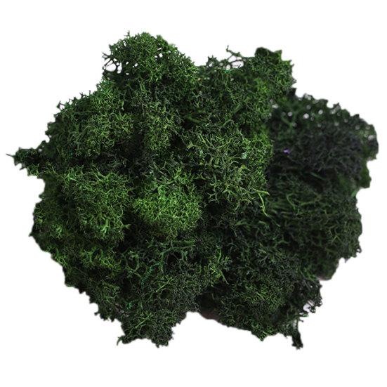 Искусственное растение консервированный цветок олений мох DIY Craft Garden Home Decor