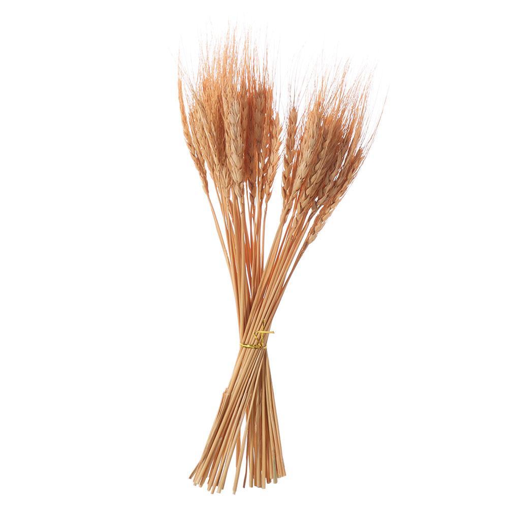 50pcs Rustic Dried Wheat Stalks Natural Dried Flowers Dry Wheat Spikes Holiday Festival Decoration