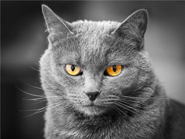 5d Diy Алмазная картина Новая коллекция Кошка Вышивка Мозаика Русская Голубая Животное Квадрат/круглый Домашний Декор