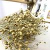 Preserved Rabbit Tail Grass Bouquet - DIY Dried Flower Decoration with Pampas Grass
