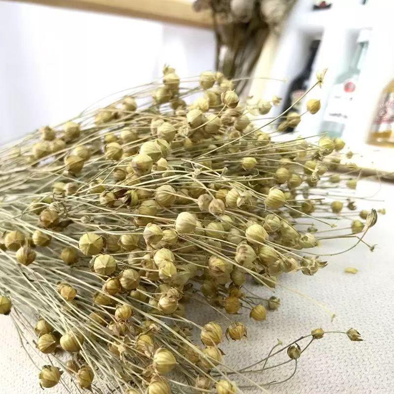 Preserved Rabbit Tail Grass Bouquet - DIY Dried Flower Decoration with Pampas Grass