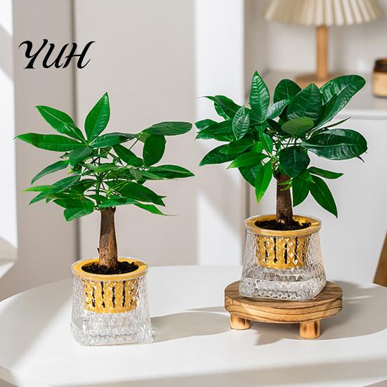 Small Plant Nursery Pot Self Watering Planter for Indoor Plants, Transparent Hydroponic Planter, Decorative Flower Flowerpot with Wick Rope