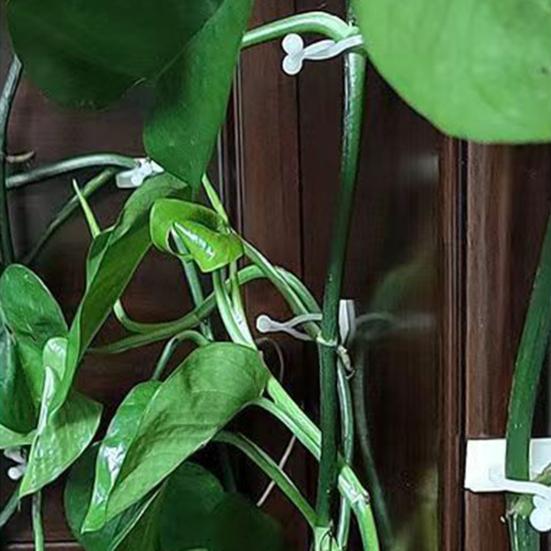 50Pcs Vine Fixing Clip Punch Free Self-adhesive Wall Climbing Plant Branch Binding Fixer Balcony Supplies