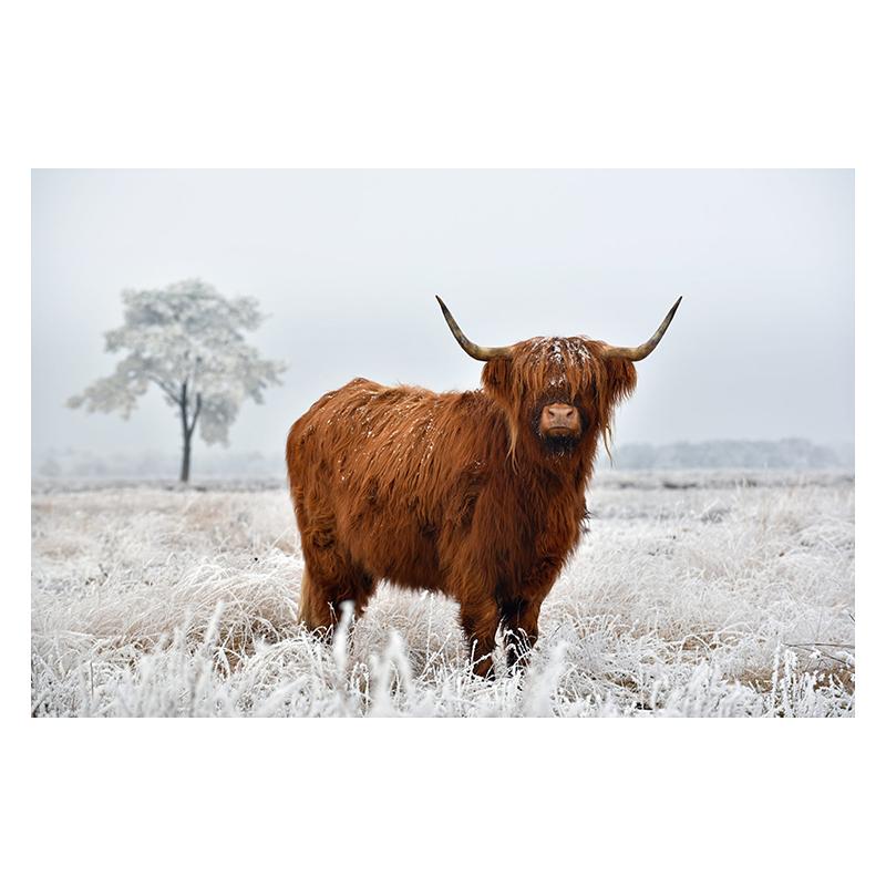 Scottish Highland Brown Cow Painting Canvas Print Poster Rustic Wall Art Farm Animals Picture for Living Room Home Decor Cuadros