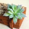 Artifical Plastic Succulent Plant Cactus-Echeveria-Flower Home Office Decor Gift