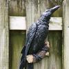 Статуя Черного ворона Поддельный ворон Статуя из смолы Птица Ворона Скульптура На открытом воздухе Вороны Декор на Хэллоуин Креативный для сада Во дворе Украшение животных