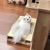 Кровать для кошек из массива дерева, когтеточка-подстилка, защита окружающей среды для коротколапых кошек, порода с кошачьей стойкой, артефакт