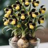 Семена Чилийской травы (Geum triflorum) - 10 семян для выращивания - Сделано в США, Отправка из Айовы. Редкие и труднонаходимые семена Гравилата трехцветкового
