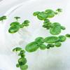 Pack of 2 Realistic Plastic Floating Water Lily Plants for Aquarium Fish Tank Decoration