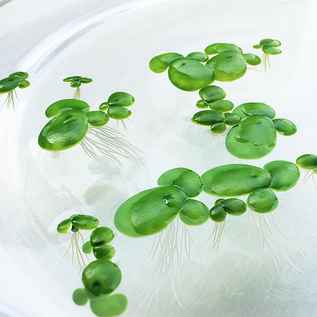 Pack of 2 Realistic Plastic Floating Water Lily Plants for Aquarium Fish Tank Decoration