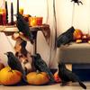 1-5PCS Halloween Simulation Black Feather Crow Model Realistic Raven Ornament Spooky Haunted House Party Decoration Props
