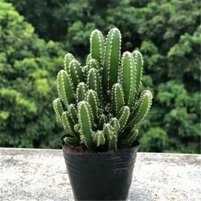 Layered Mountain Succulent: Green Cactus Money Tree for Indoor Spaces