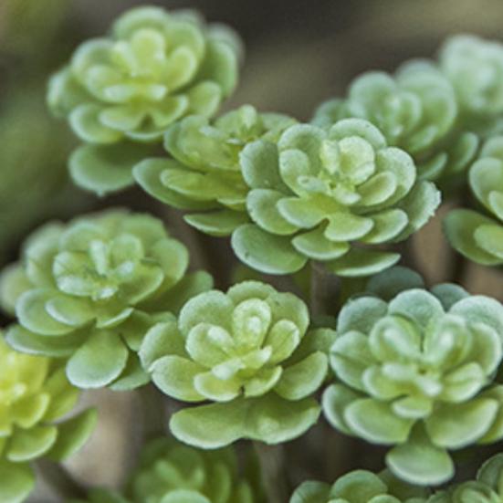 Моделирование суккулента, не выцветает, реалистичное многослойное украшение, пластиковое искусственное растение, пейзаж, земля, суккулент для дома