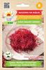 Red Beetroot Seeds for Sprouts 10g Vegetables for the Garden Fresh Large Yields