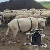 Anti Breeding Goat Apron Anti Mating Skirt Wear Resistant Breeding Control Anti Mating Skirt for Goats Sheep