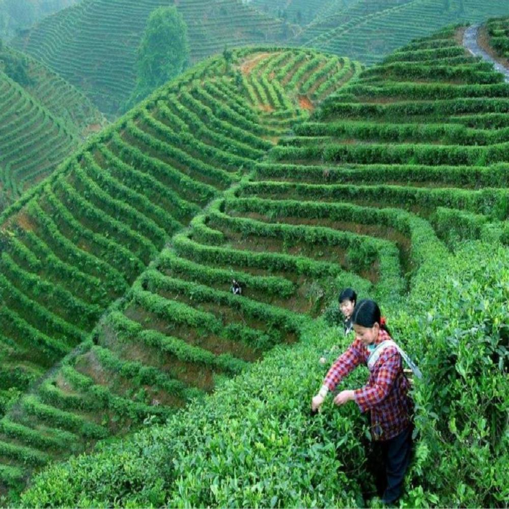 250 г чая из семян кассии, травяной чай из чистого материала