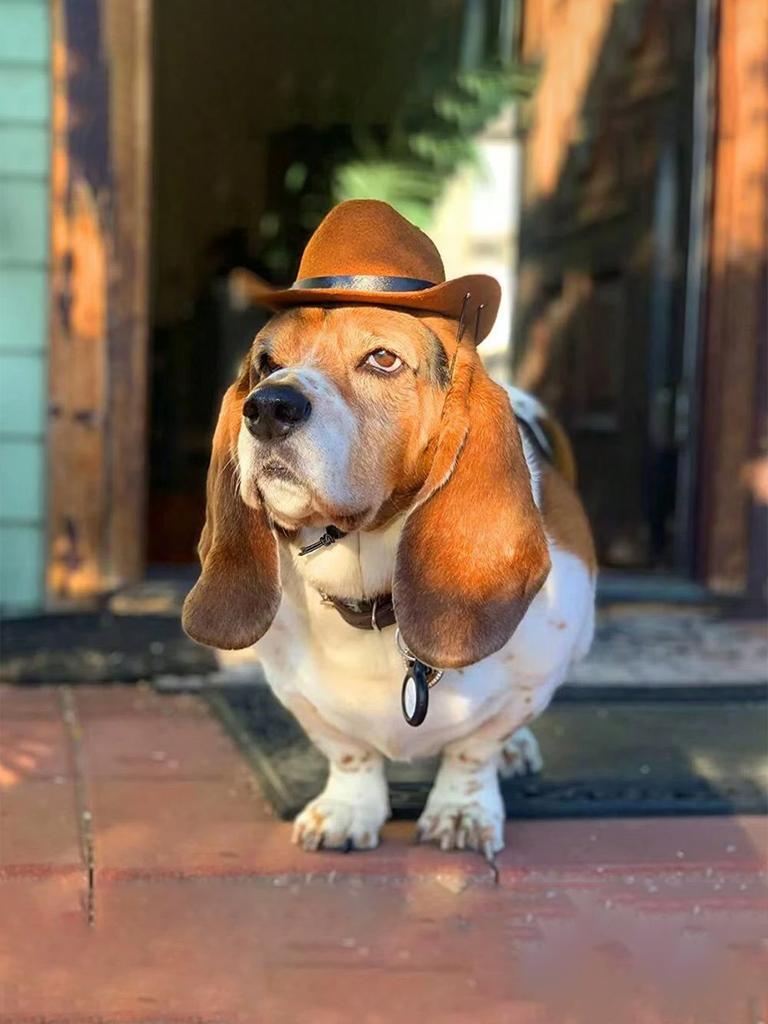 1pc M/L Cat Gentleman Hat, Cowboy Pet Hat For Dog And Cat Cosplay Cap - Perfect For Holiday Costume Parties And Photo Shoots