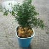 ГОРЯЧИЙ! Автоматический полив цветочных растений Полив горшка Садоводство Цветочные горшки