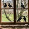 Halloween Themed Black Crow Glass Wall Sticker For Dining Room And Entryway