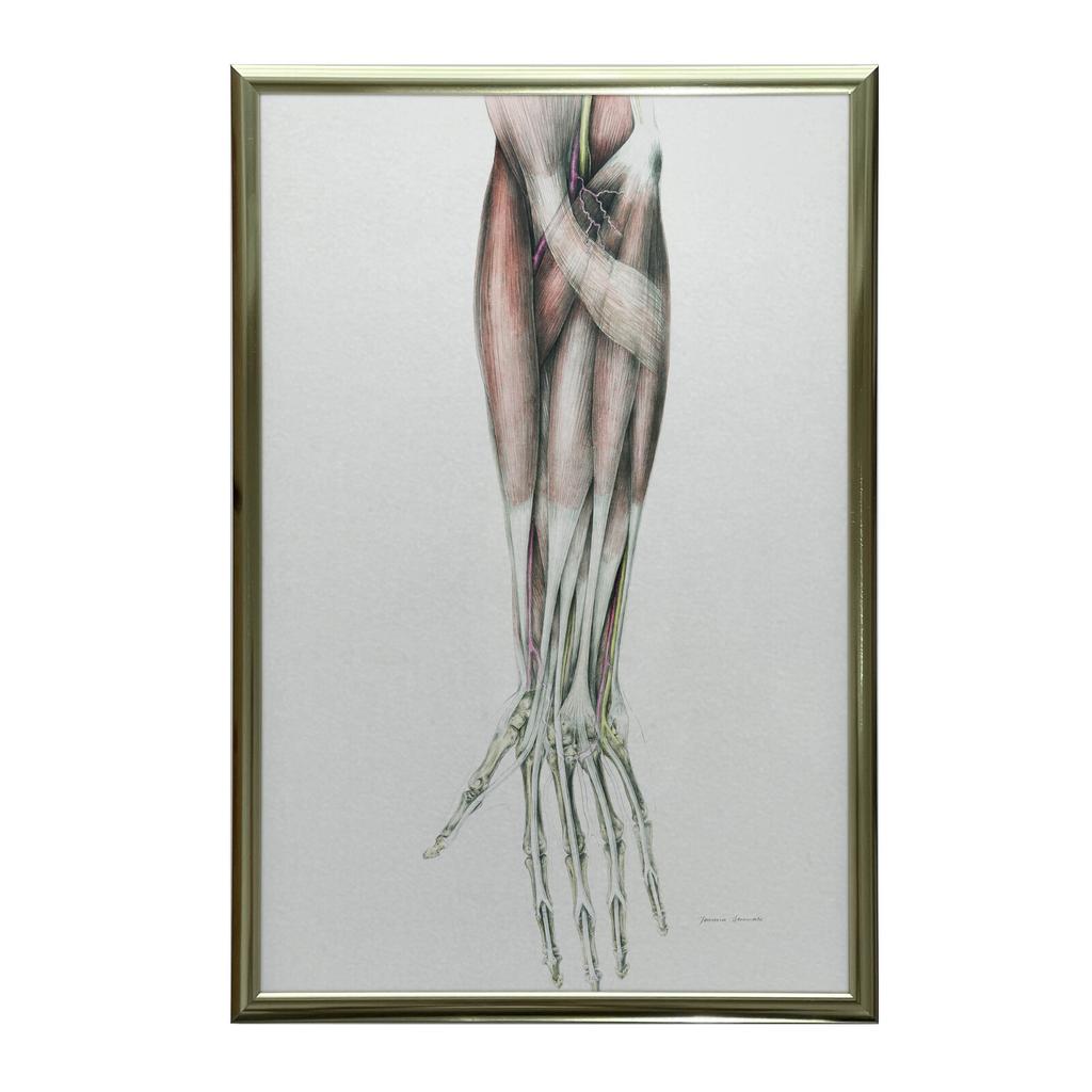 Forearm - Anatomical Poster Forearm - Anatomical Poster, 70X100 Cm, Unframed, Matte Paper 230 Gsm