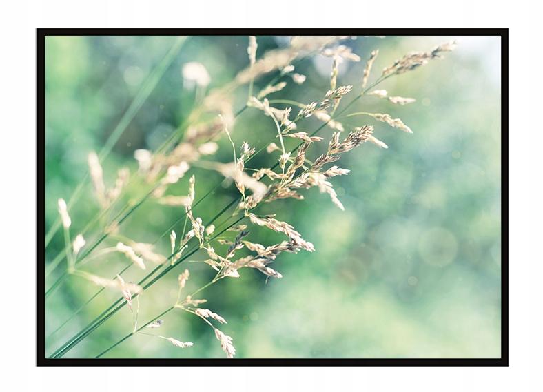 Picture poster In a frame 53x73 cm Meadow P1639