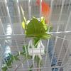 Pet Bird Feeder Clips Parakeet Fruit & Veggie Clips, Bird Cage Accessories Bird vegetable clip