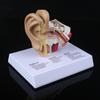 Модель человеческого уха в 1,5 раза в натуральную величину, учебные материалы по научной анатомии, дисплей для анатомических исследований, профессиональный