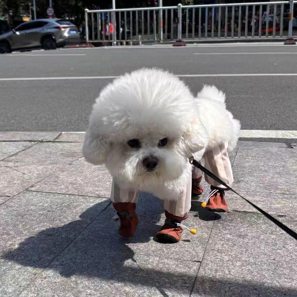 Брюки и гетры для собак - Модная защитная одежда для собак