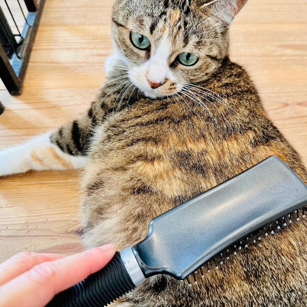 BASS Universal Brush Black