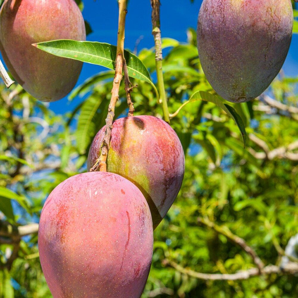 LABO-H Шампунь против выпадения волос 750мл (Охлаждение кожи головы)