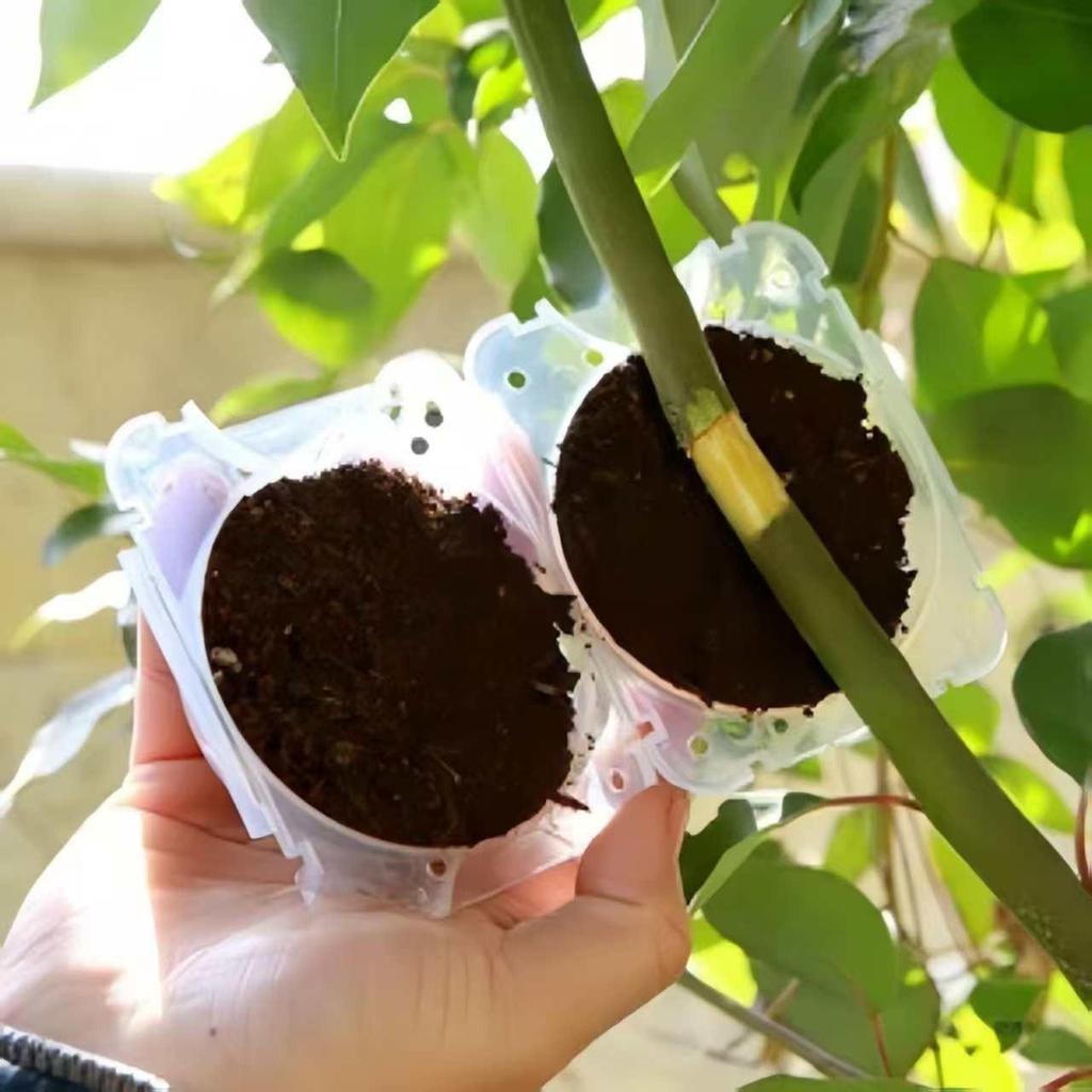 Tree Branch High-Altitude Grafting & Rooting Ball
