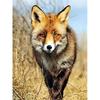 Diamond Painting Full Round  Fox Animal 5d Diamond Embroidery Cross Stitch Diy Kits Home Decor 40x50cm
