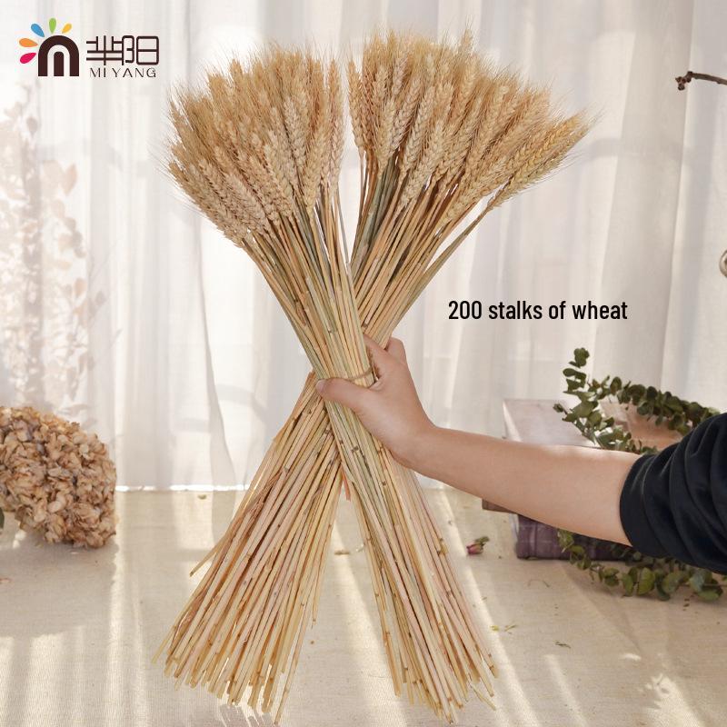 Natural Wheat Ear Dried Flower Bouquet: Barley Decor for Living Room, Bedroom, or Shop