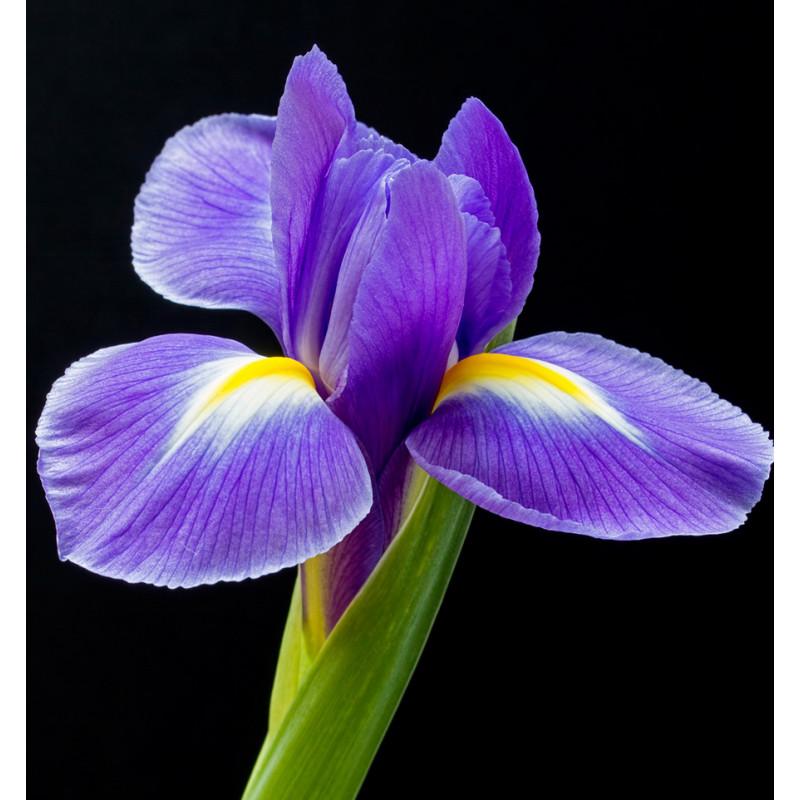 Yodeyma L'eau De Berlue Woda Perfumowana Dla Kobiet 100ml