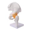 Life Size Ligament Hip Joint Medical Anatomy Model Skeleton Teaching Tool