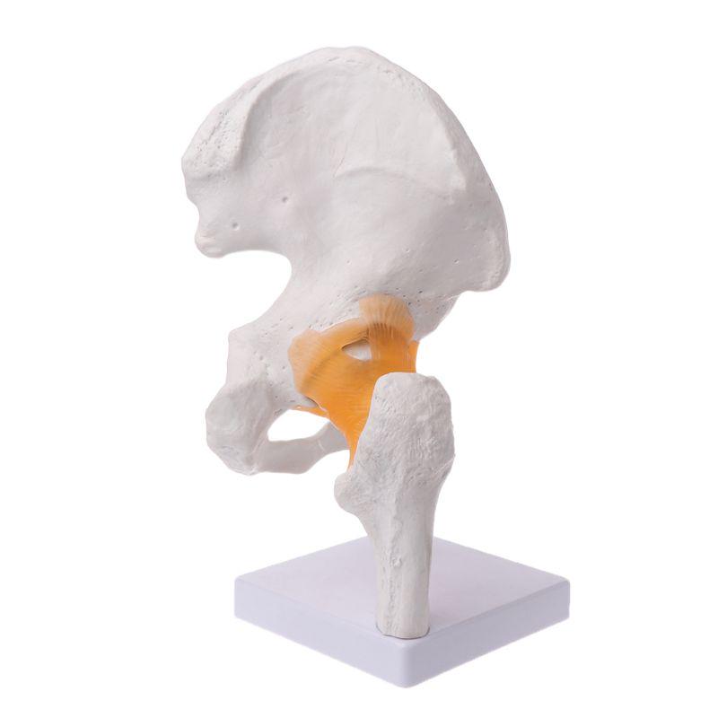 Life Size Ligament Hip Joint Medical Anatomy Model Skeleton Teaching Tool