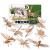 Nicheez 3D Wooden Puzzle Assembly Kit, Set of 8 Insects, Interior Model, Educational Gift